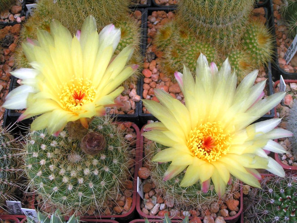 Notocactus agnetae